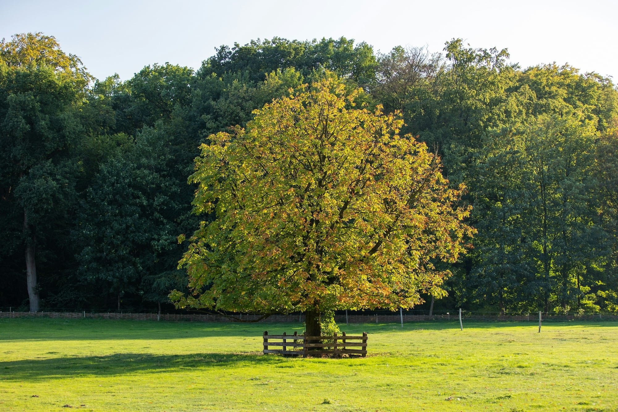 a tree